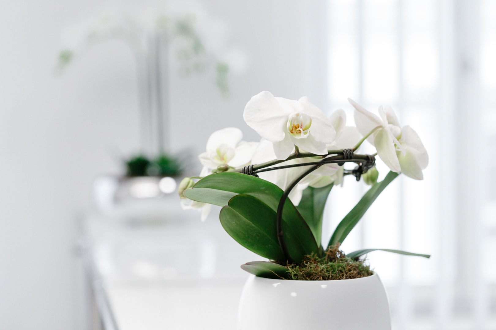 Orchidee auf dem Sideboard